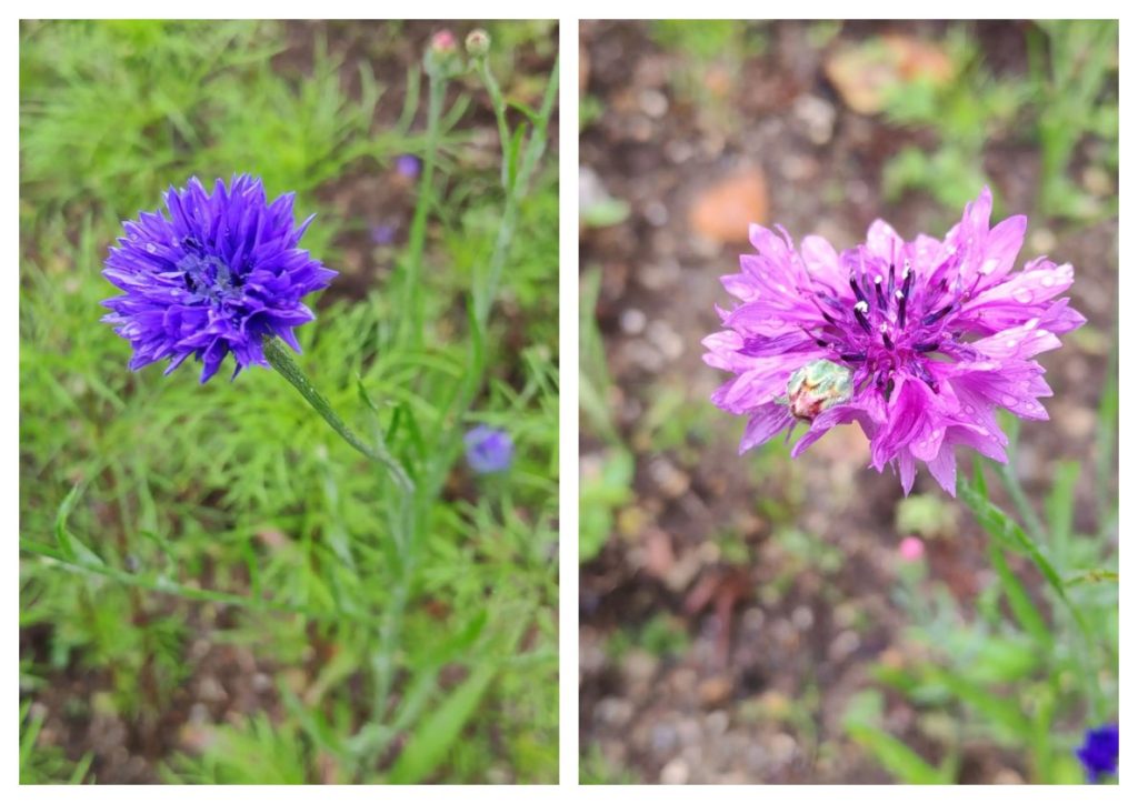 collage2photos1784891344211